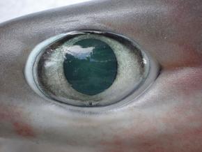 <p><strong>Fig. 4.29</strong> Eye of a&nbsp;bigeyed sixgill shark (Hexanchus nakamurai)</p>