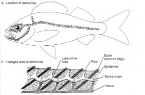 <p><strong>(B)</strong> Location of the lateral line on a fish and englarged view of a lateral line, showing the lateral line tube reaching through pores in the fish scales</p>
