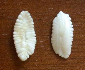 <p><strong>Fig. 4.36. (B)</strong> A pair of otoliths from a 160lb eight-banded grouper</p>
