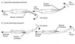 <p><strong>(B)</strong> A drawing contrasting a typical fish swimming movement with the movement of a typical human swimming with dive fins.</p>
