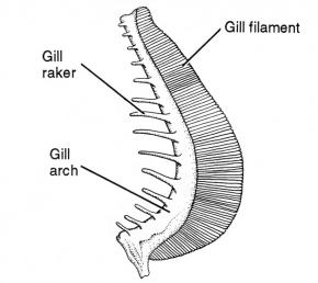 <p><strong>(B)</strong> A drawing of a gill filament with a gill raker and the gill arch labeled</p>
