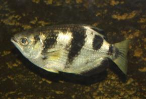 <p><strong>Fig. 4.66. (A)</strong> an Archer fish (Toxotes microlepis) feeds by shooting fish with streams of water and can bring down insects up to 3 m above the water's surface.</p>
