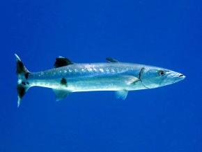 <p><strong>Fig. 4.80.&nbsp; (A)</strong> Great barracuda, a streamlined predator in tropical saltwater habitats</p>
