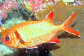 <p><strong>Fig. 4.9.</strong> (<strong>A</strong>) An Epaulette soldierfish, <em>Myripristis </em><em>kuntee</em></p>
