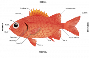 <p><strong>Fig. 4.9.</strong>&nbsp;(<strong>B</strong>) Anatomy of a soldierfish, <em>Myripristis </em><em>berndti</em></p>