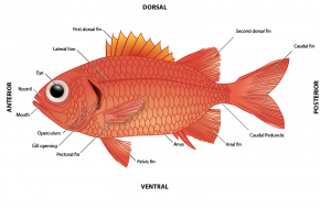 Fish anatomy - Wikipedia