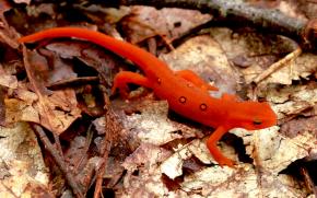 <p><strong>Fig. 5.10.</strong>&nbsp;(<strong>C</strong>) Eastern newt (<em>Notophthalmus viridensis</em>) in “red eft” developmental stage</p>
