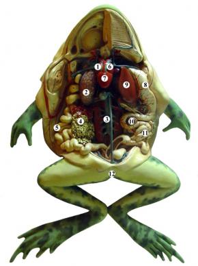 <p><strong>Fig. 5.13.</strong> Frog anatomy. Organs labeled by number: (1) Right atrium, (2) Liver, (3) Aorta, (4) Egg mass, (5) Colon, (6) Left atrium, (7) Ventricle, (8) Stomach, (9) Left lung, (10) Spleen, (11) Small intestine, and (12) Cloaca</p>
