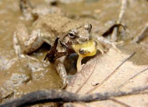 <p><strong>Fig. 5.15.</strong>&nbsp;(<strong>B</strong>) Frog eating another frog, Siem Reap, Cambodia</p>
