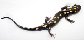 <p><strong>Fig. 5.18.</strong>&nbsp;(<strong>B</strong>) Spotted salamander (<em>Ambystoma maculatum</em>) adult</p>
