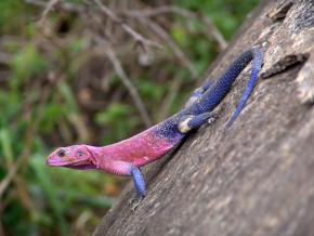 <p><strong>Fig. 5.21.</strong>&nbsp;(<strong>B</strong>) Flat-headed rock agama (<em>Agama mwanzae</em>) lizard, Serengeti National Park, Tanzania</p>
