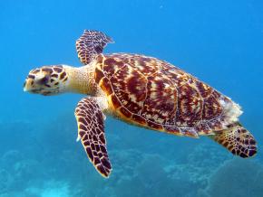 <p><strong>Fig. 5.24.</strong>&nbsp;(<strong>B</strong>) Hawksbill sea turtle (<em>Eritmochelys imbricata</em>)</p>
