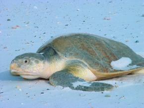 <p><strong>Fig. 5.24.</strong> (<strong>C</strong>) Kemp’s ridley sea turtle (<em>Lepidochelys kempii</em>), Bon Secour National Wildlife Refuge, Alabama</p>
