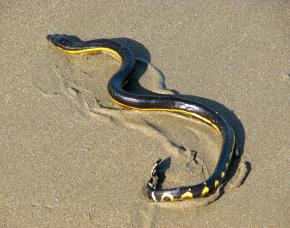 <p><strong>Fig. 5.25.</strong>&nbsp;(<strong>C</strong>) Yellow-bellied sea snake (<em>Pelamis platura</em>), Costa Rica</p>
