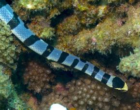 <p><strong>Fig. 5.25.</strong>&nbsp;(<strong>D</strong>) Banded sea krait (<em>Laticauda colubrina</em>) hunting on a coral reef, Zamboanguita, Phillipines</p>
