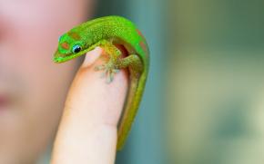 <p><strong>Fig. 5.26.</strong> (<strong>A</strong>) Geckos like this gold dust day gecko (<em>Phelsuma laticauda</em>) are the most diverse group of lizards.</p>
