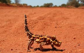 <p><strong>Fig. 5.26.</strong>&nbsp;(<strong>B</strong>) The Australian thorny devil (<em>Moloch horridus</em>) has sharp spines that defend against predators.</p>
