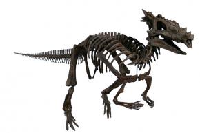 <p><strong>Fig. 5.29.</strong> (<strong>A</strong>) <em>Dracorex hogwartsia</em> dinosaur skeleton</p>
