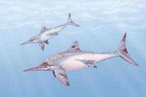 <p><strong>Fig. 5.29.</strong>&nbsp;(<strong>B</strong>) Artist concept drawing of <em>Platypterygius kiprjianovi</em> ichthyosaurs</p>
