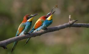 <p><strong>Fig. 5.2.</strong>&nbsp;(<strong>C</strong>) European bee-eaters (<em>Merops apiaster</em>), examples of birds, Ariège, France</p>
