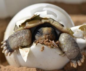 <p><strong>Fig. 5.32.</strong>&nbsp;(<strong>B</strong>) Desert tortoise (<em>Gopherus agassizii</em>) hatchling emerging from its egg shell</p>
