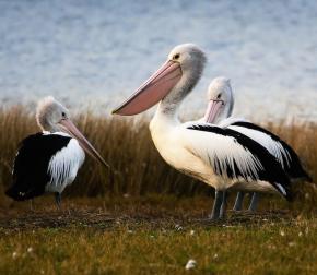 <p><strong>Fig. 5.39.</strong> (<strong>A</strong>) Australian pelican (<em>Pelecanus conspicillatus</em>), Tasmania, Australia</p>
