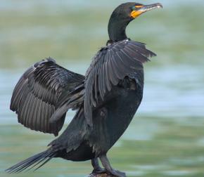 <p><strong>Fig. 5.39.</strong>&nbsp;(<strong>C</strong>) Double-crested cormorant (<em>Phalacrocorax auritus</em>)</p>
