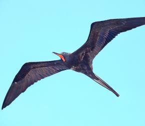 <p><strong>Fig. 5.39.</strong>&nbsp;(<strong>D</strong>) Magnificent frigatebird (<em>Fregata magnificens</em>), Galápagos Islands</p>
