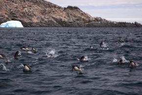 <p><strong>Fig. 5.44.</strong>&nbsp;(<strong>D</strong>) Adélie penguins (<em>Pygoscelis adeliae</em>) exhibiting porpoising swim behavior, Antarctica</p>

