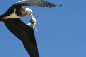 <p><strong>Fig. 5.47.</strong>&nbsp;(<strong>D</strong>) Immature great frigatebird (<em>Fregata minor</em>) with a sooty tern (<em>Onychoprion fuscata</em>) chick snatched from breeding colony, Tern Island, French Frigate Shoals, Northwestern Hawaiian Islands</p>
