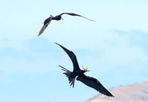 <p><strong>Fig. 5.49.</strong>&nbsp;(<strong>C</strong>) Food stealing behavior between two frigatebirds, Santiago Island, Galápagos Islands</p>
