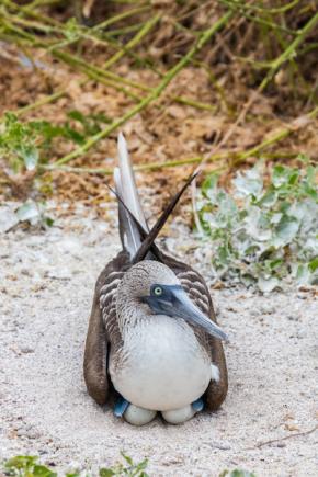 <p><strong>Fig. 5.50.</strong> (<strong>A</strong>) Blue-footed booby (<em>Sula nebouxii</em>) incubating eggs in a nest, Wolf Island, Galápagos Islands</p>
