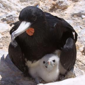 <p><strong>Fig. 5.50.</strong>&nbsp;(<strong>C</strong>) Adult male Ascension frigatebird (<em>Fregata aquila</em>) with chick, Boatswain Bird Island, Ascension Island, south Atlantic ocean basin</p>
