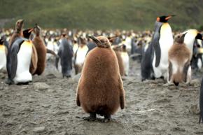 <p><strong>Fig. 5.51.</strong>&nbsp;(<strong>B</strong>) King penguin (<em>Aptenodytes patagonicus patagonicus</em>) chick in juvenile plumage, Salisbury Plain, South Georgia Island, south Atlantic ocean basin. Other king penguin chicks in the background are molting their juvenile feathers.</p>
