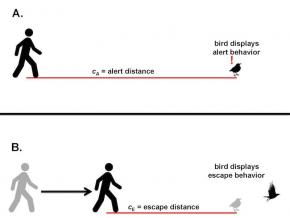 <p><strong>Fig. 5.56.</strong> Alert and escape distances for a bird on the ground</p>
