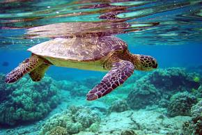 <p><strong>Fig. 5.6.</strong>&nbsp;(<strong>B</strong>) Green sea turtle (<em>Chelonia mydas</em>), Keauhou, Island of Hawai‘i</p>
