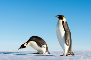<p><strong>Fig. 5.6.</strong>&nbsp;(<strong>C</strong>) Emperor penguin (<em>Aptenodytes forsteri</em>), Gould Bay, Antarctica</p>
