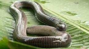<p><strong>Fig. 5.9.</strong> (<strong>A</strong>) Purple caecilian (<em>Gymnopis multiplicata</em>)</p>
