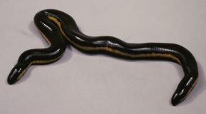 <p><strong>Fig. 5.9.</strong>&nbsp;(<strong>B</strong>) Yellow-striped caecilian (<em>Ichthyophis kohtaoensis</em>)</p>
