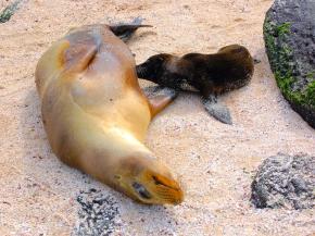 <p><strong>Fig. 6.12.</strong> (<strong>A</strong>) Galápagos sea lion (<em>Zalophus wollebaeki</em>) mother feeding her pup through lactation, Galápagos Islands</p>
