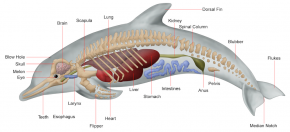 <p><strong>Fig. 6.13.</strong> Internal anatomy of a dolphin</p>
