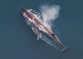 <p><strong>Fig. 6.16.</strong>&nbsp;(<b>C</b>) Sei whale (<em>Balaenoptera borealis</em>) mother and calf as seen from an aerial survey</p>
