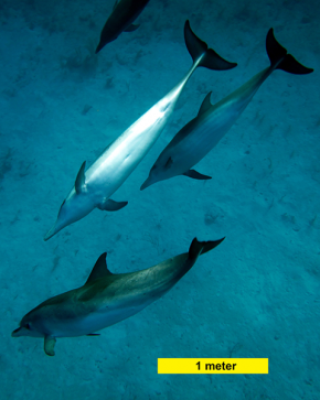 <p><strong>Fig. 6.17.1.</strong>&nbsp;(<strong>B</strong>) Atlantic spotted dolphins (<em>Stenella frontalis</em>)</p>
