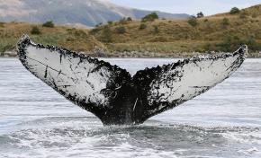 <p><strong>Fig. 6.18.&nbsp;</strong>(<strong>C</strong>) Humpback whale flukes</p>
