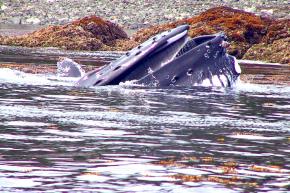 <p><strong>Fig. 6.24. </strong>(<strong>A</strong>) Humpback whale (<em>Megaptera novaeangliae</em>) feeding on juvenile pollock fish, Brothers Island, Alaska</p>

