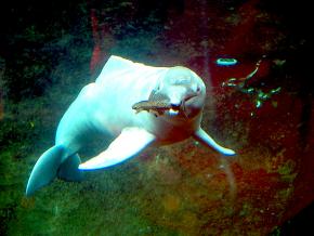 <p><strong>Fig. 6.25.</strong> (<strong>A</strong>) Amazon River dolphin (<em>Inia geoffrensis</em>) catching a fish with its sharp teeth</p>
