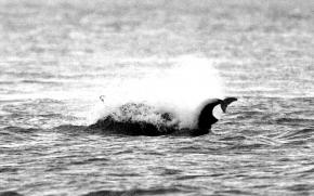 <p><strong>Fig. 6.25.</strong>&nbsp;(<strong>C</strong>) Bottlenose dolphins (<em>Tursiops</em> sp.) attacking a harbor porpoise (<em>Phocoena phocoena</em>), another odontocete, Scotland</p>
