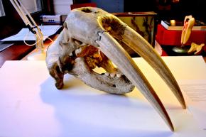 <p><strong>Fig. 6.26.</strong> (<strong>B</strong>) Walrus (O<em>dobenus rosmarus</em>) skull</p>