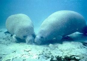 <p><strong>Fig. 6.27.</strong> (<strong>A</strong>) Two West Indian manatees (<em>Trichechus manatus</em>) dig in the sand.</p>
