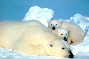 <p><strong>Fig. 6.28.</strong>&nbsp;(<strong>C</strong>) Polar bear (<em>Ursus maritimus</em>) adult and two cubs</p>
